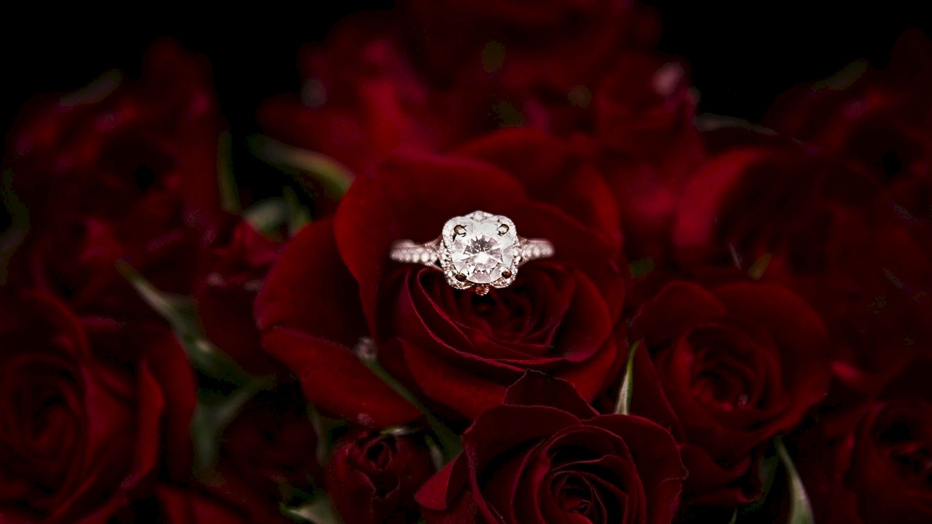 A diamond engagement ring rests on deep red roses, glowing in soft red light.